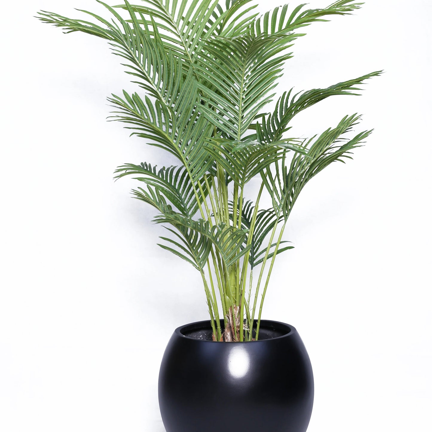 Areca Palm Plant with Sphere Planter