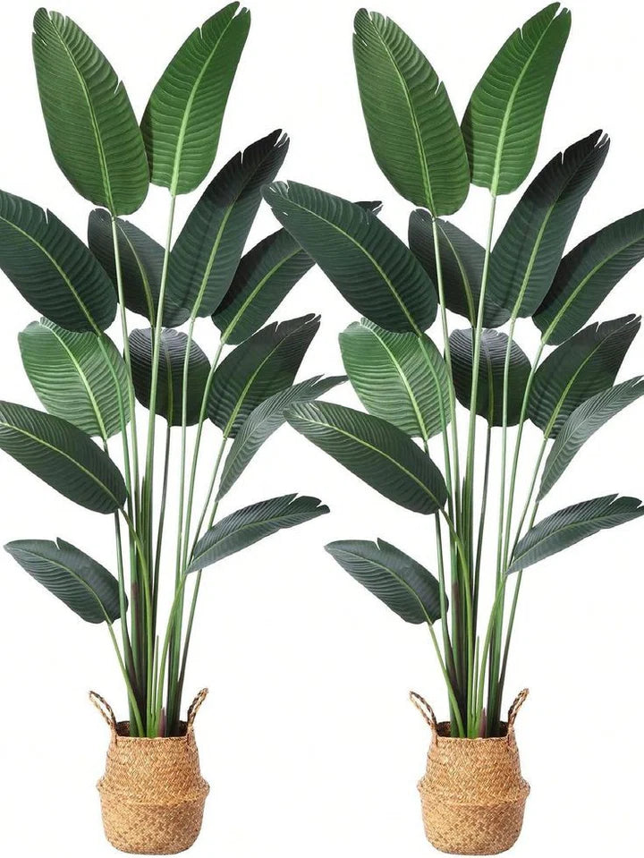 Banana Palm (Plant Only)