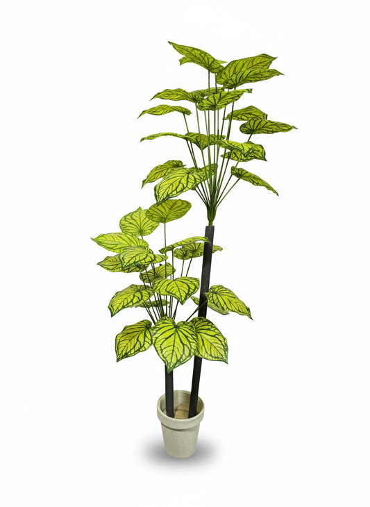 Variegated Leaf Floor Plant