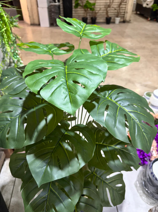 Monstera Plant
