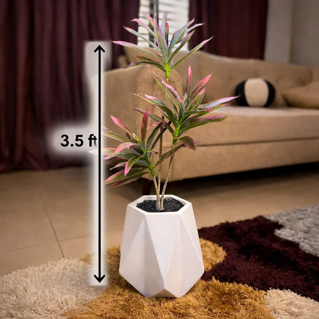 Dracaena Plant in Matte Diamond Planter
