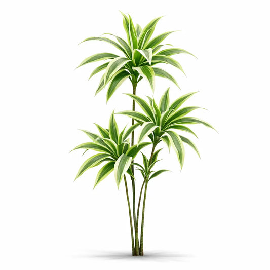 Dracaena Plant