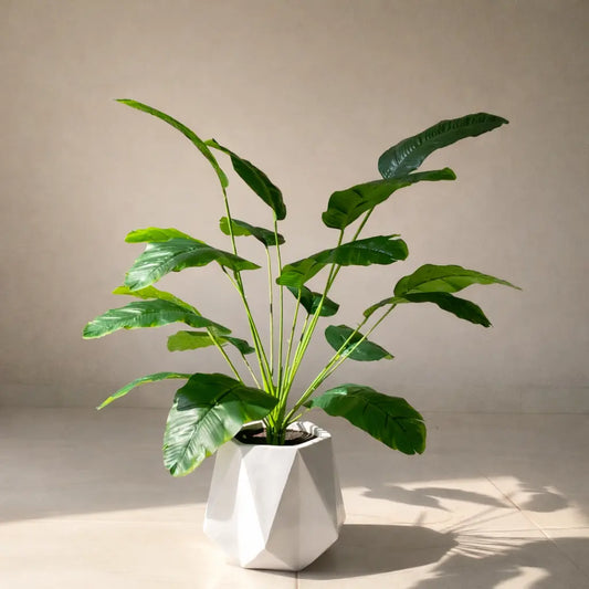Diamond Planter with Banana Plant