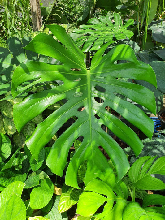 All Plants Style