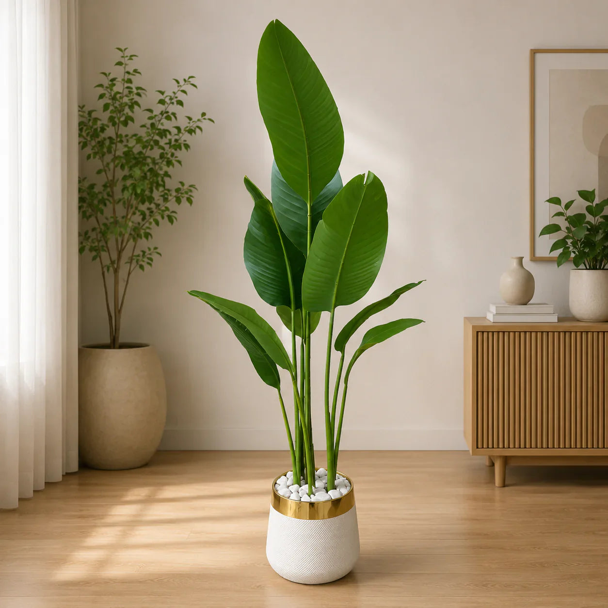 Large Plants