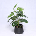 Artificial Monstera Plant with Black Textured Gold Pot