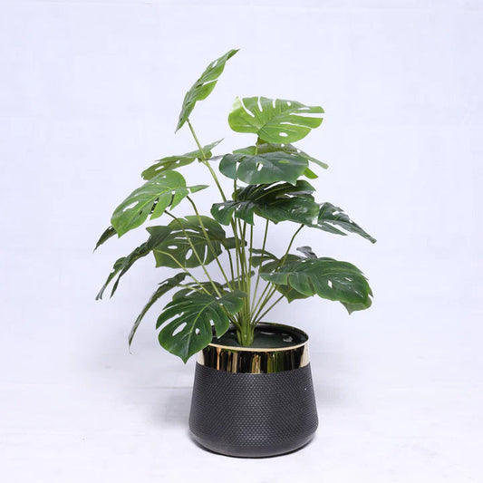 Artificial Monstera Plant with Black Textured Gold Pot