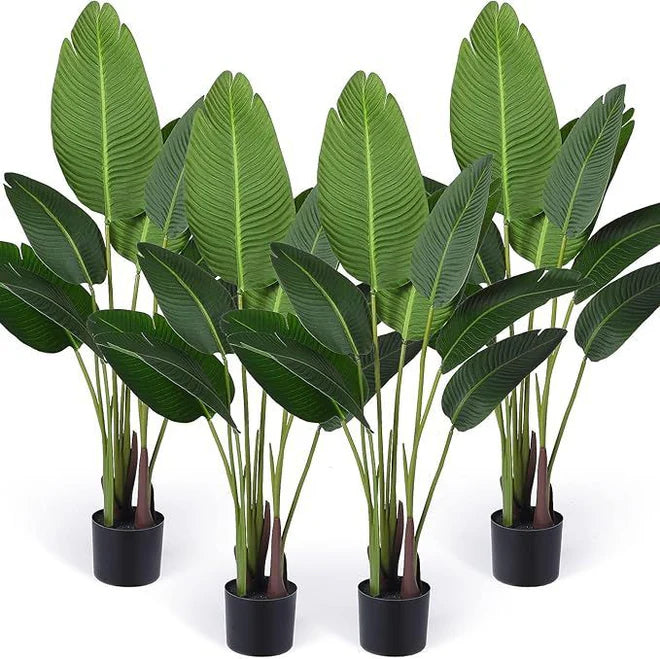Banana Palm (Plant Only)