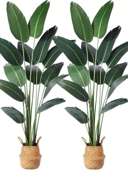 Banana Palm (Plant Only)