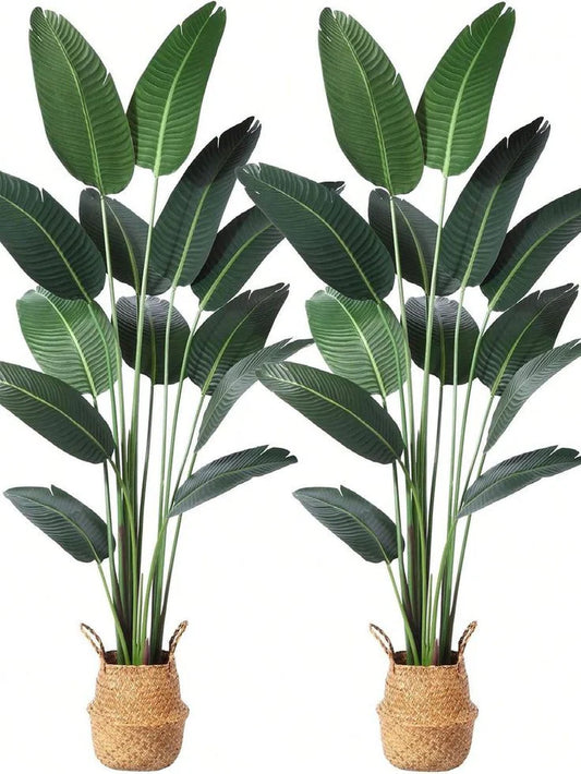 Banana Palm (Plant Only)