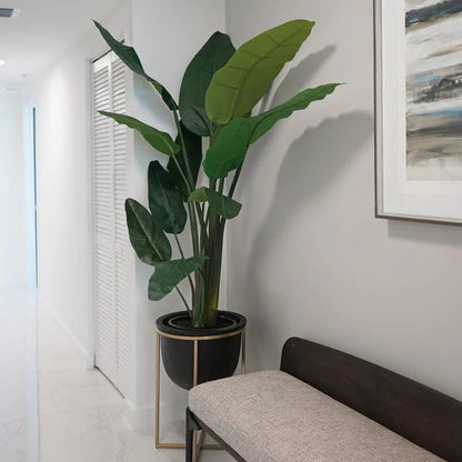 Banana Palm with Metal stand planter