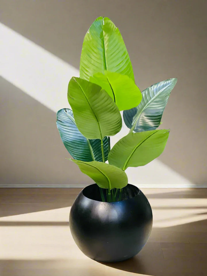 Banana palm with Round Pot