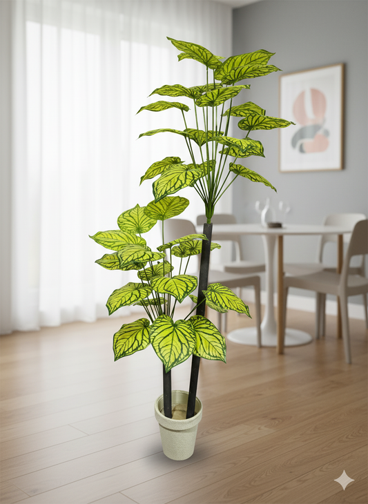 Variegated Leaf Floor Plant