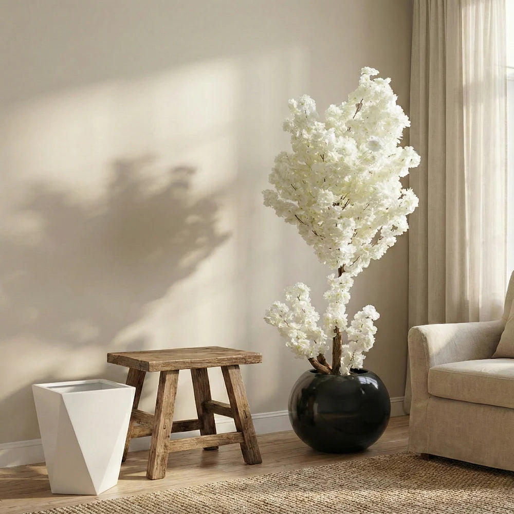White Cherry Blossom Plant With Fiber Round Pot (6.5 Feet Approx)
