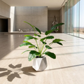 Diamond Planter with Banana Plant