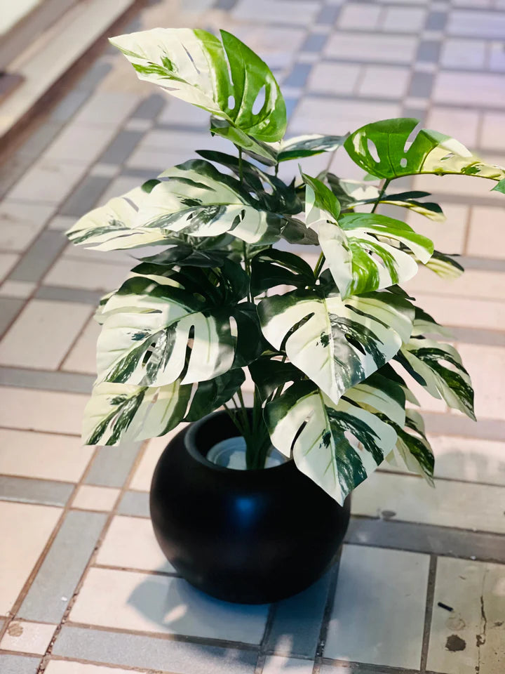 Green plants with Round planter
