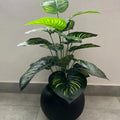 18 Leaf Zebra Plant With Round Port