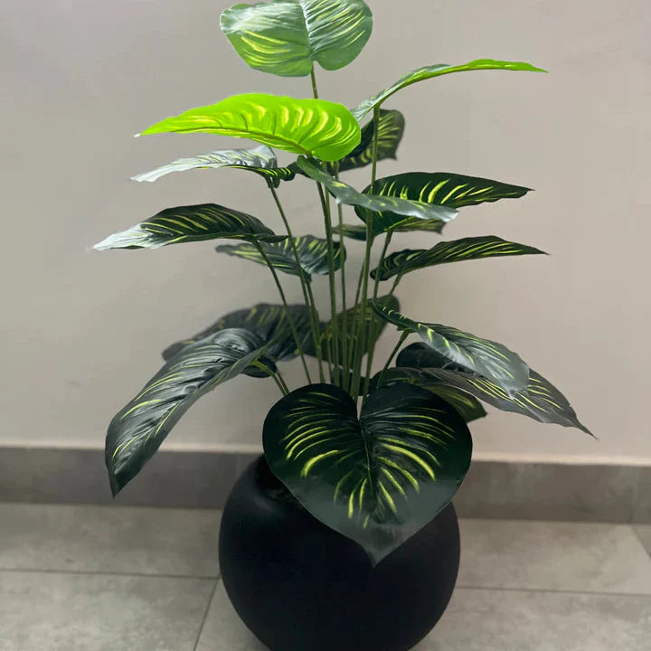18 Leaf Zebra Plant With Round Port
