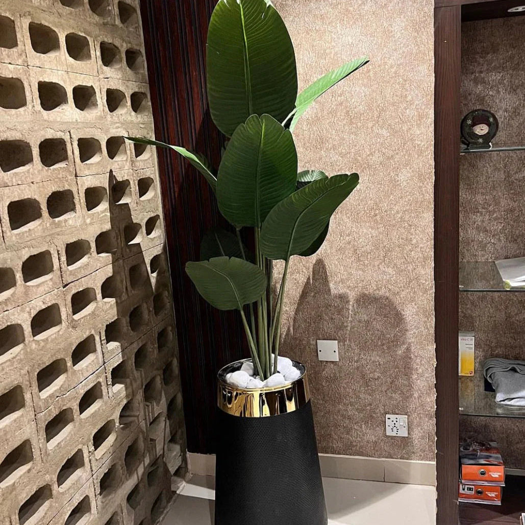 High end Banana Palm with Planter