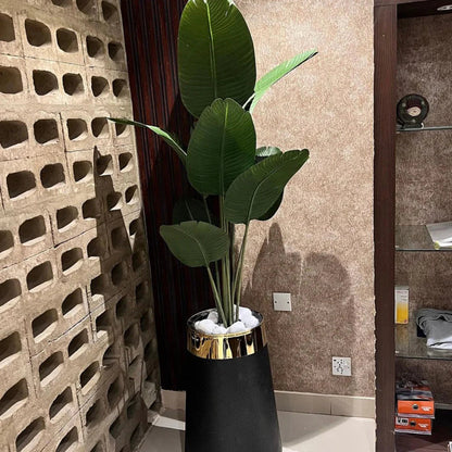 High end Banana Palm with Planter