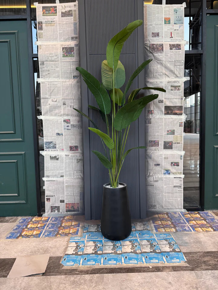 Tall Banana Leaf Plant