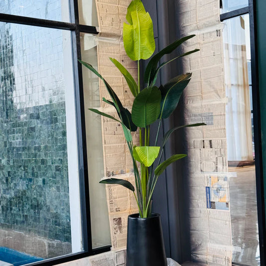 Tall Banana Leaf Plant