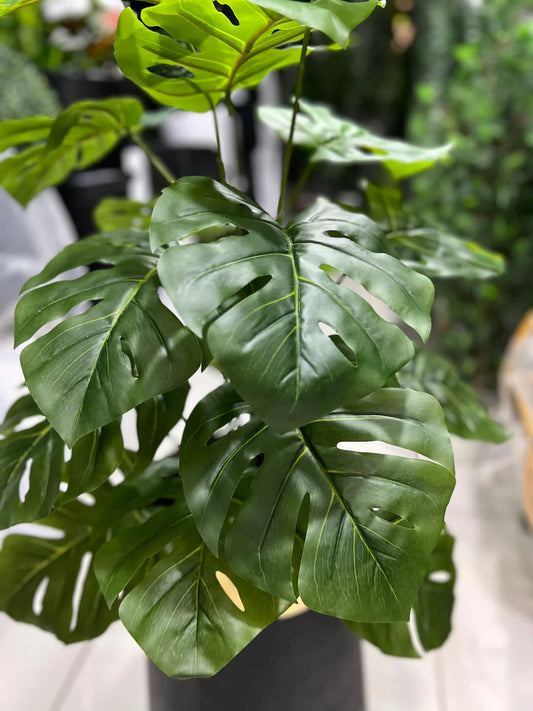 Monstera Plant and Planter