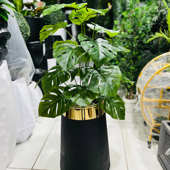Monstera Plant and Planter