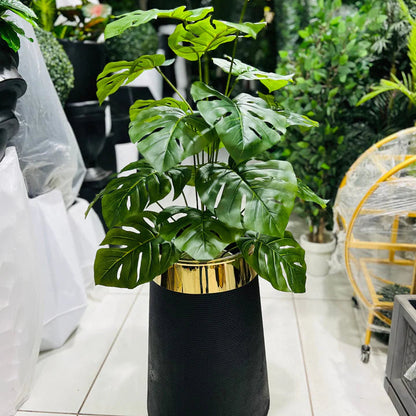 Monstera Plant and Planter