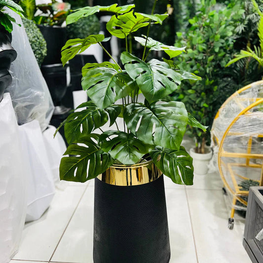Monstera Plant and Planter