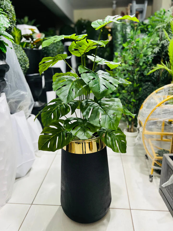 Monstera Plant and Planter