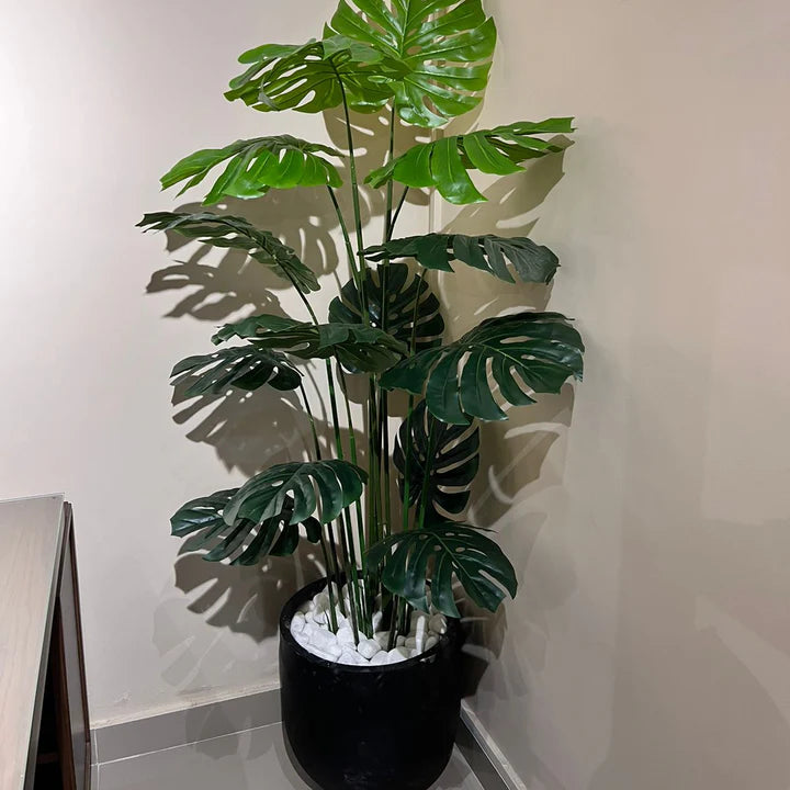 Monstera Plant with Black Round Ceramic Pot