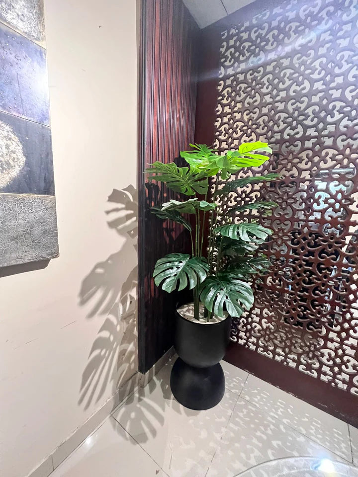 Monstera Plant with Black Round Ceramic Pot
