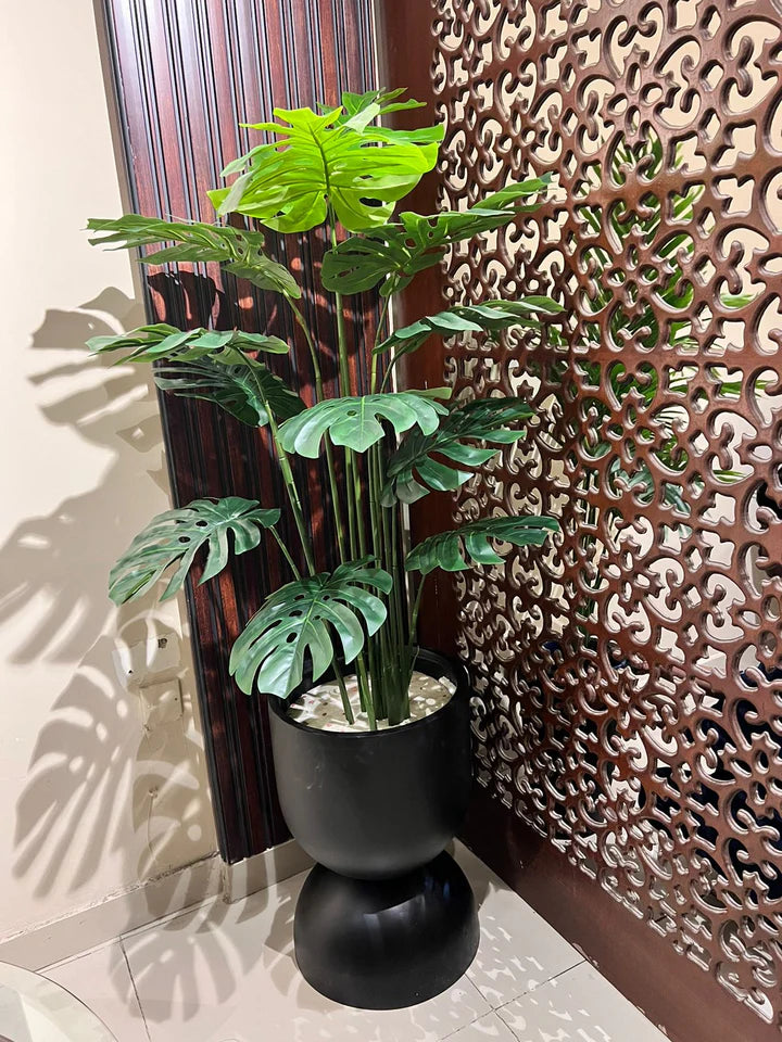 Monstera Plant with Black Round Ceramic Pot