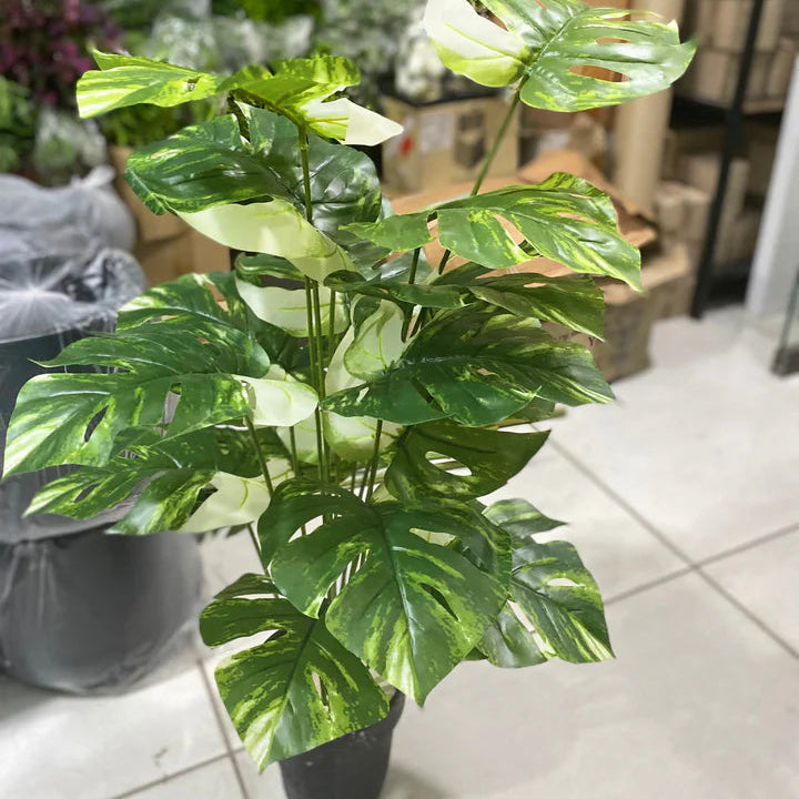 Variegated Monstera Plant | 18 Leaf