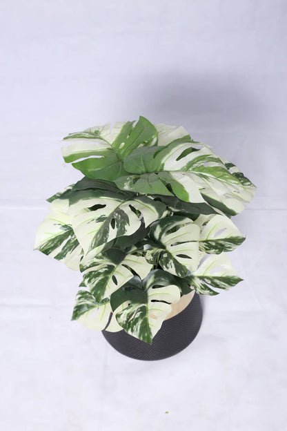 Variegated Monstera Plant | 18 Leaf