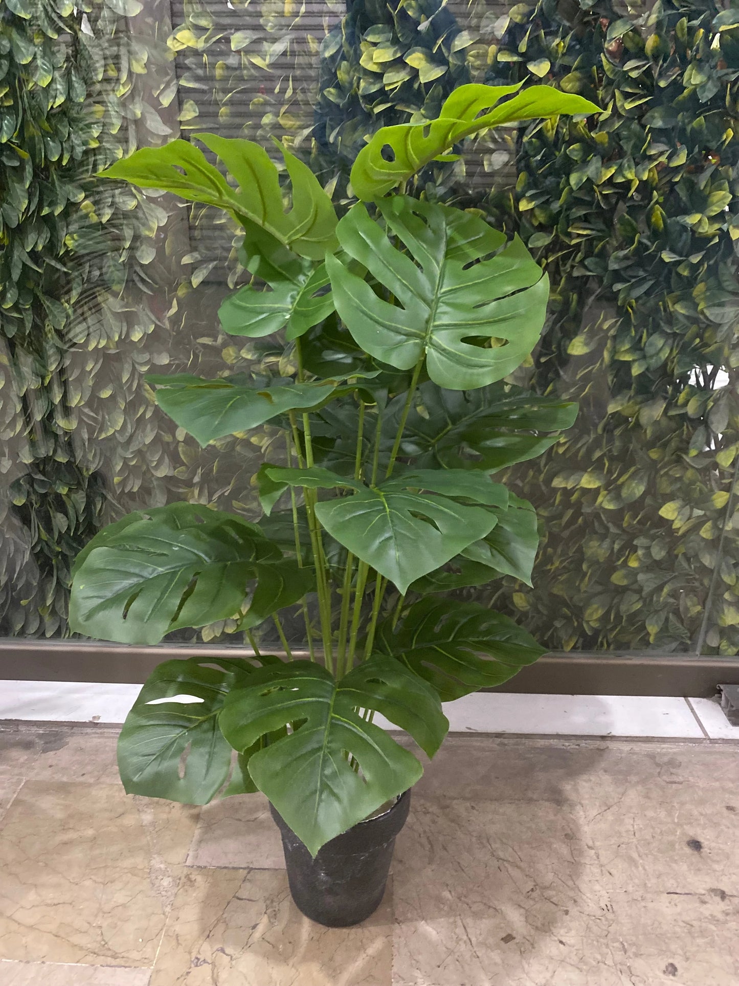 Variegated Monstera Plant | 18 Leaf