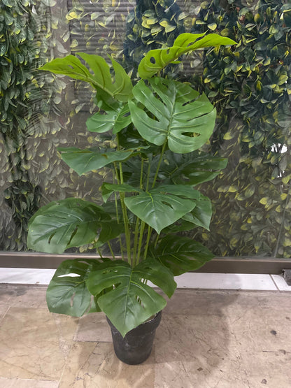 Variegated Monstera Plant | 18 Leaf
