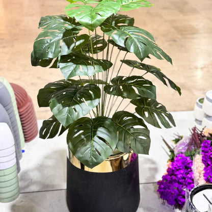 Monstera Plant