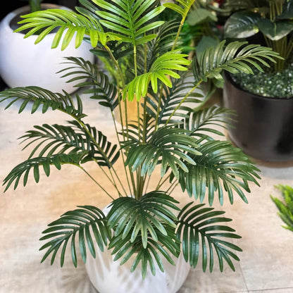 Cycas Palm Plant With White Pot