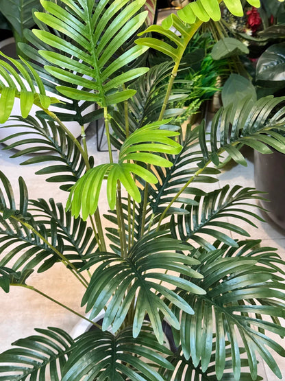 Cycas Palm Plant With White Pot