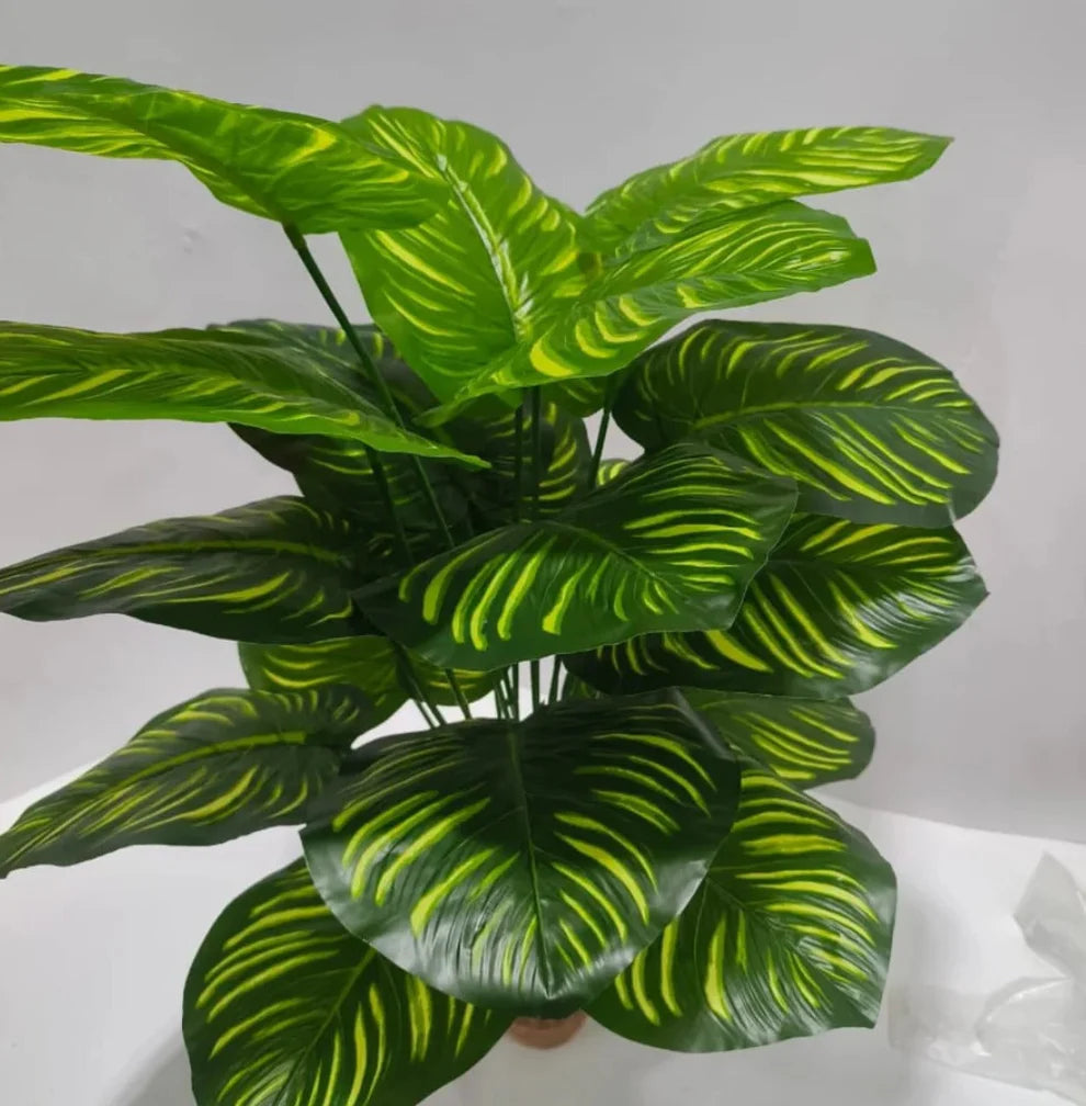 18 Leaf Zebra Plant With Round Port