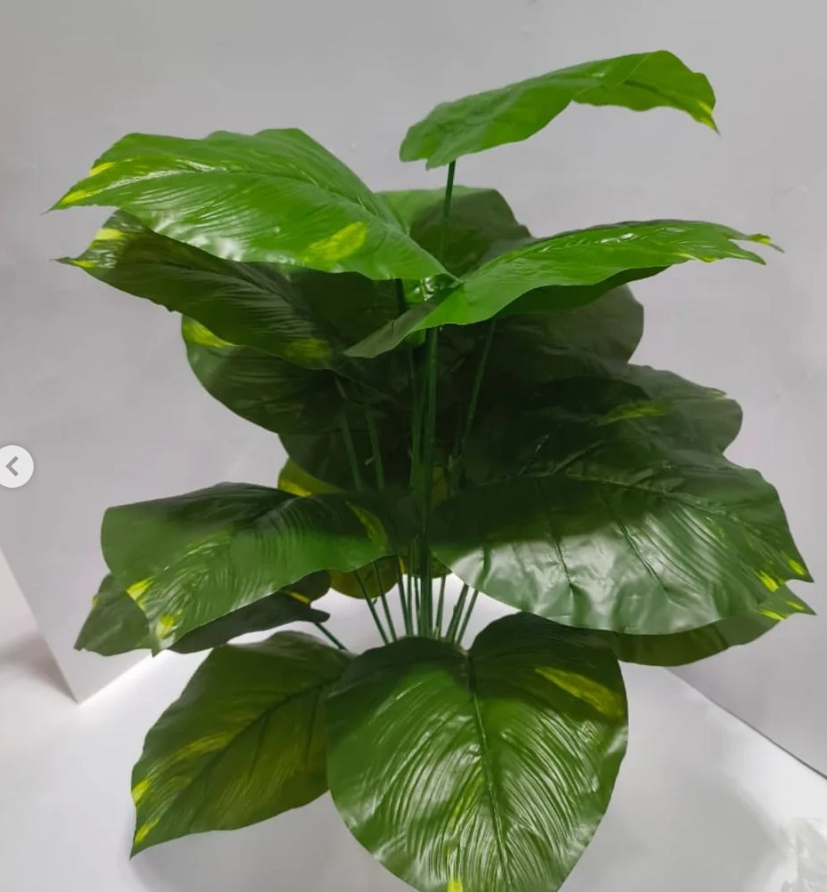 All Plants Style