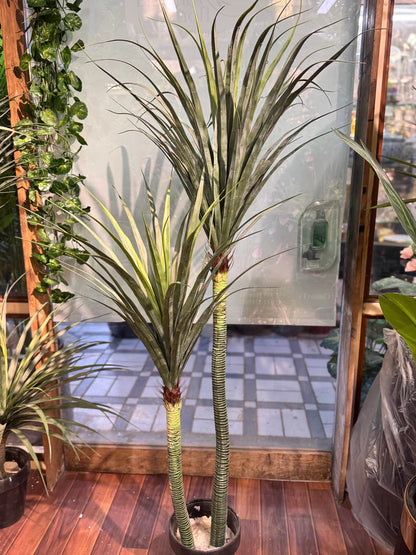 Dragon Plant