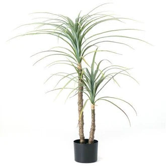 Dragon Plant