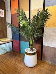 Areca Palm Tree with Premium Textured Planter