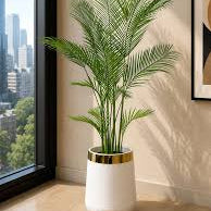 Areca Palm Tree with Premium Textured Planter