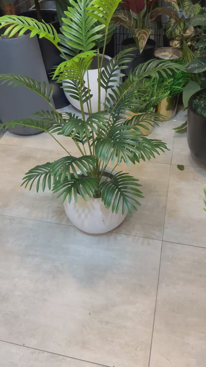 Cycas Palm Plant With White Pot