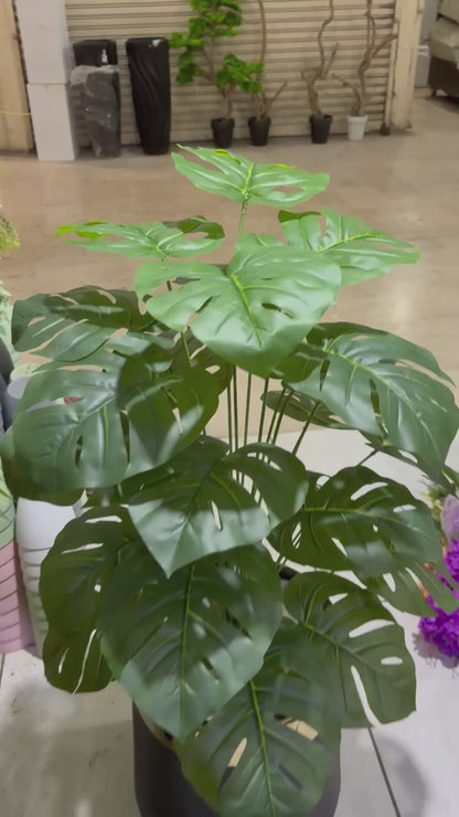 Monstera Plant