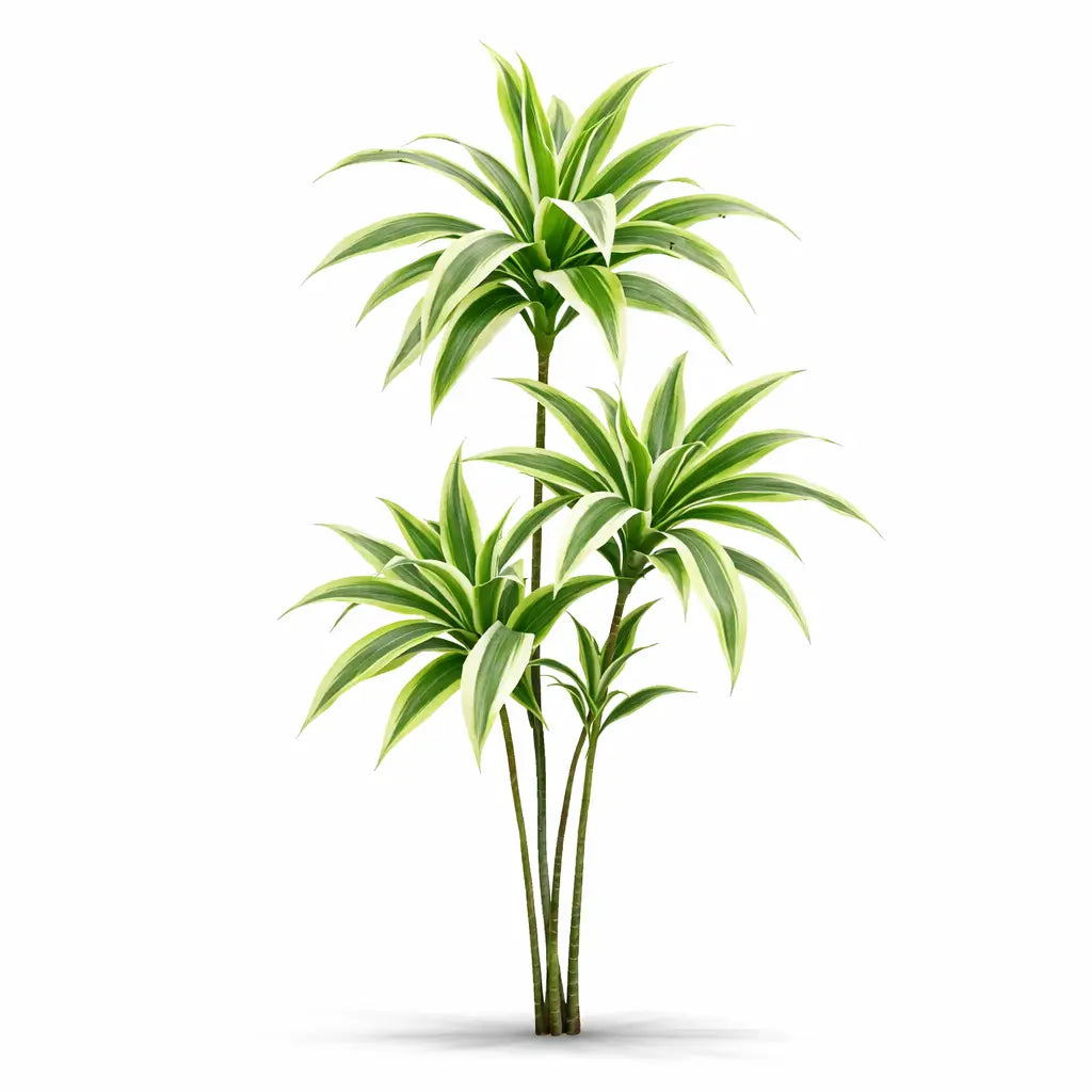 Dracaena Plant